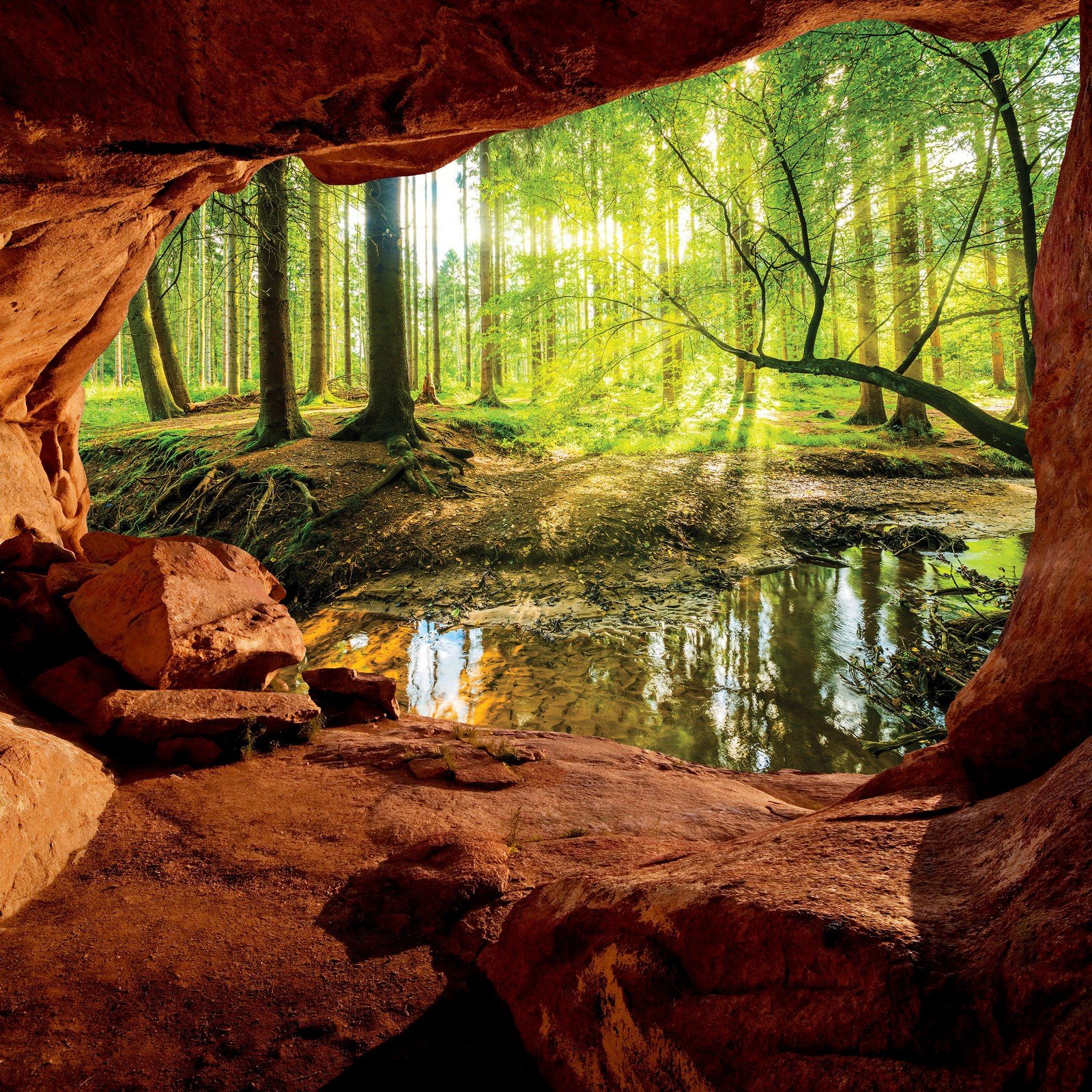 Fotomurale in TNT: Una grotta vicino a una foresta alluvionale - 254x184 cm