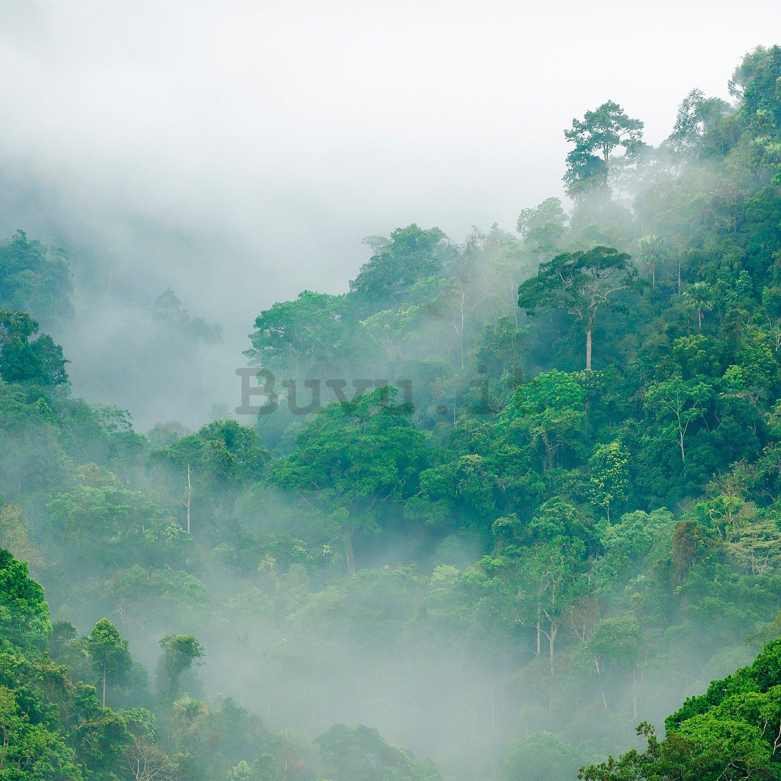 Fotomurale in TNT: Foresta pluviale - 368x254 cm