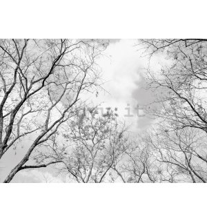 Fotomurale in TNT: Cielo d'inverno - 368x254 cm