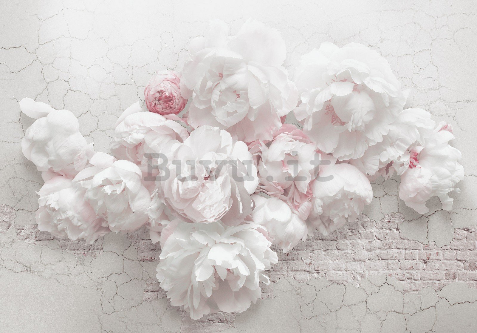 Fotomurale in TNT: Rose bianche sulla parete - 416x254 cm