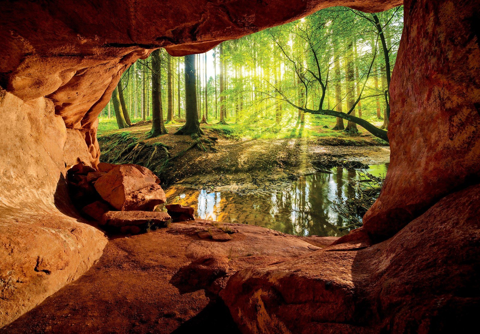 Fotomurale in TNT: Una grotta vicino a una foresta alluvionale - 416x254 cm