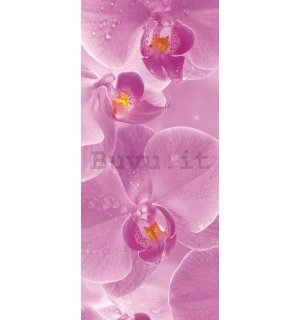 Fotomurale: Orchidee (1) - 211x91 cm