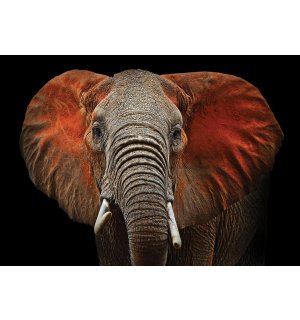 Fotomurale: Elefante (particolare) - 254x368 cm