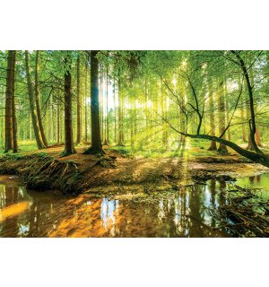 Fotomurale in TNT: Foresta alluvionale - 152,5x104 cm