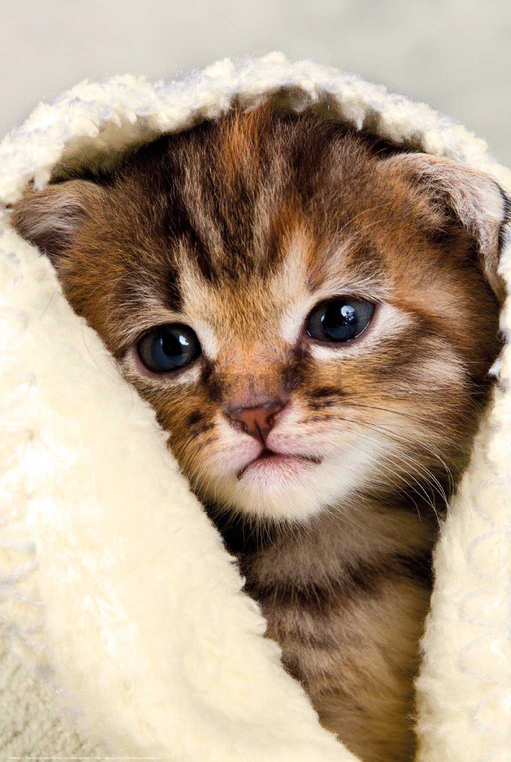 Poster: Gattino in un asciugamano