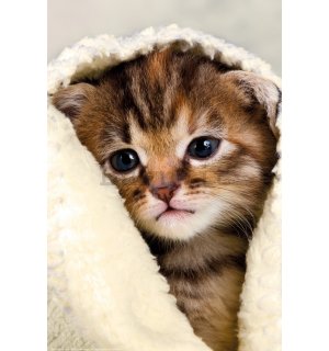 Poster: Gattino in un asciugamano