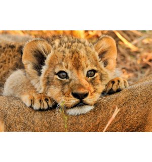 Poster: Cucciolo di leone