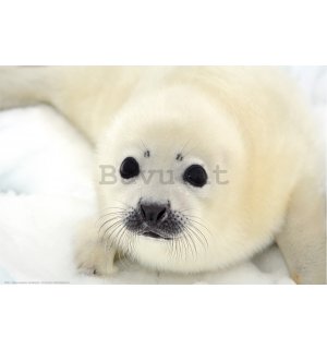 Poster: Cucciolo di foca