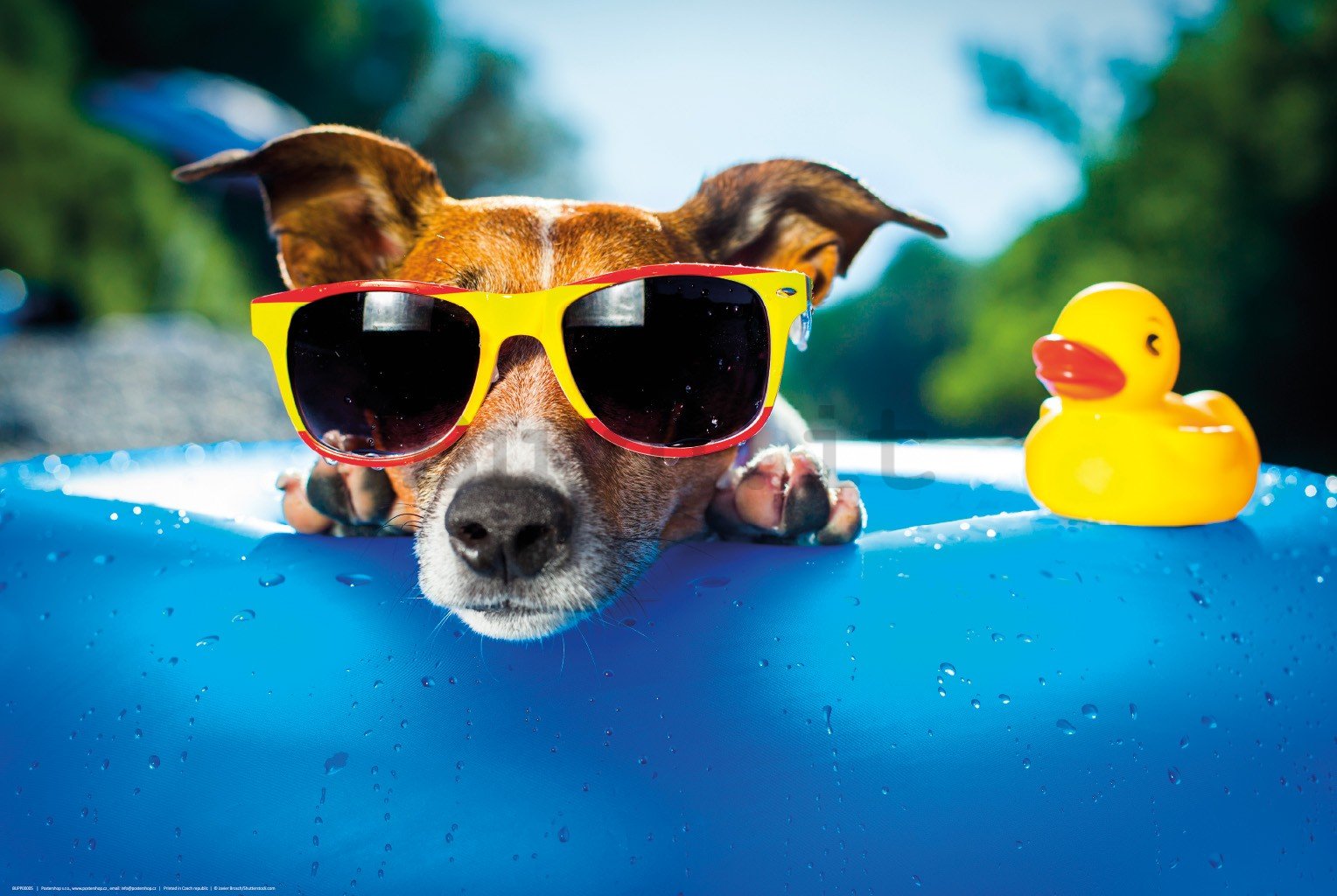 Poster: Jack Russell Terrier (rilassante in piscina)