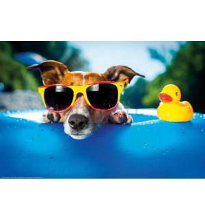 Poster: Jack Russell Terrier (rilassante in piscina)