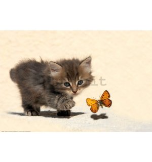 Poster: Gattino e farfalla