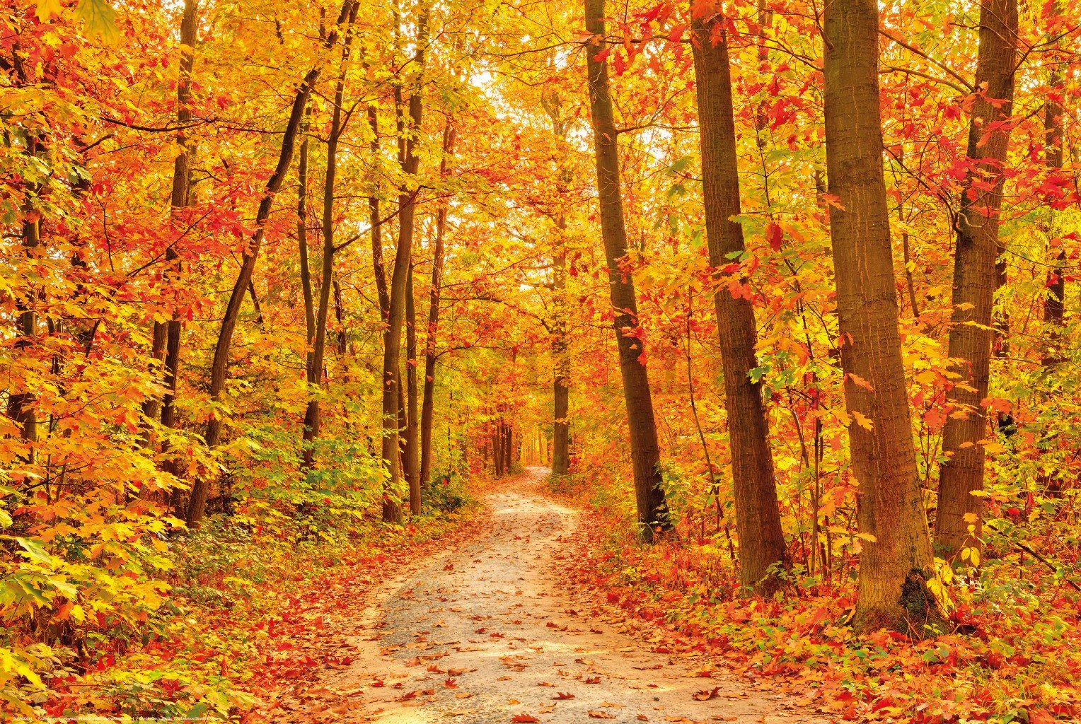 Poster: I colori dell'autunno (foresta)