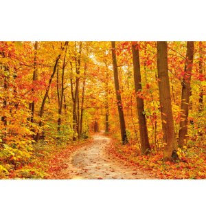 Poster: I colori dell'autunno (foresta)