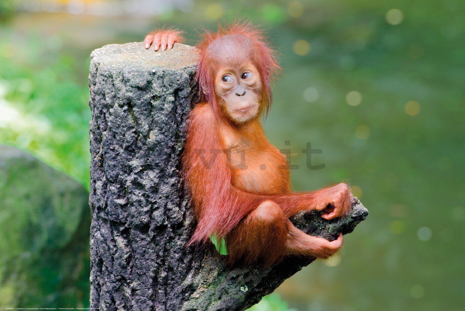Poster: Cucciolo di orango