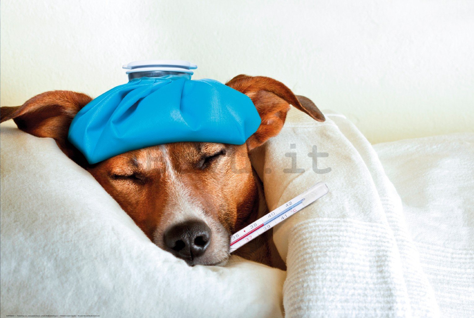 Poster: Jack Russell Terrier (malattia)