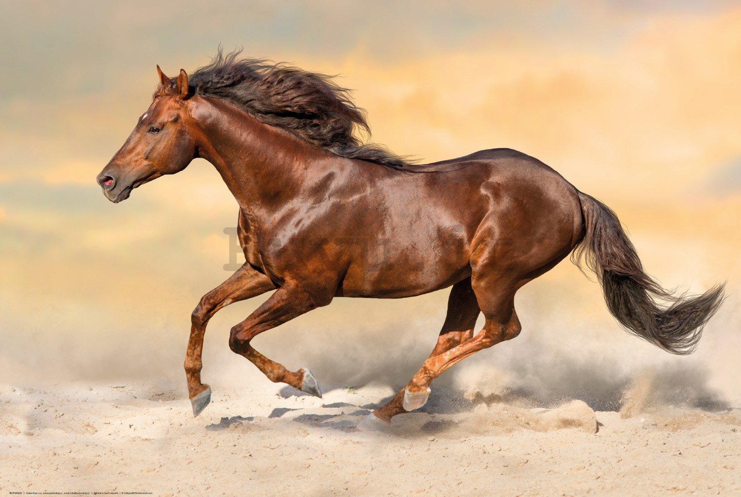 Poster: Cavallo al galoppo (2)