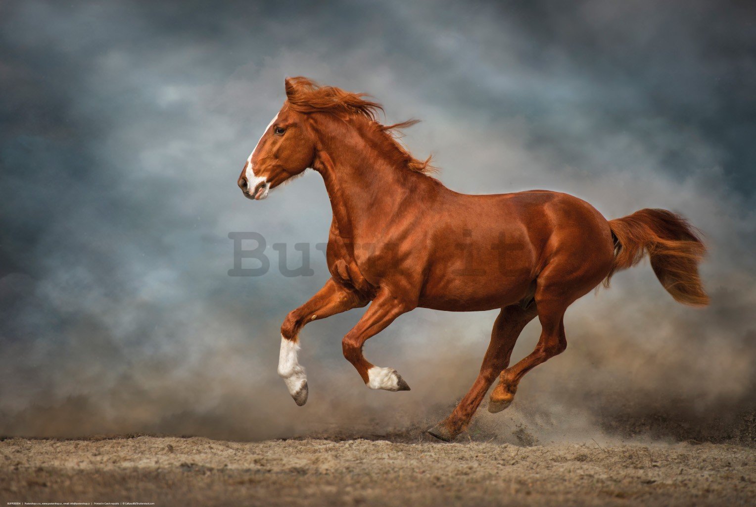 Poster: Cavallo marrone al galoppo