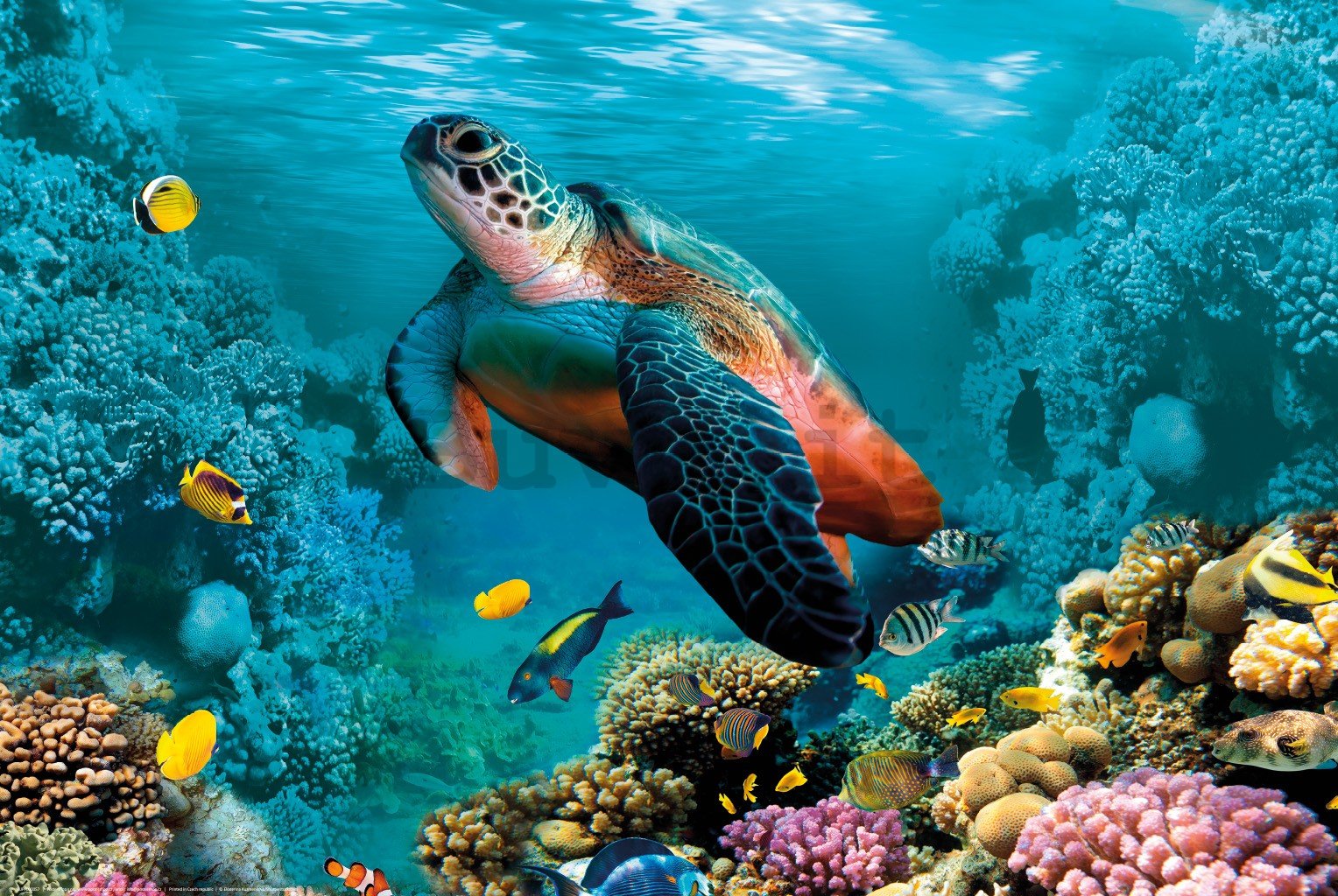 Poster: Vita sottomarina (tartarughe e coralli)