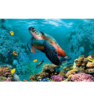 Poster: Vita sottomarina (tartarughe e coralli)