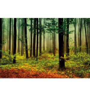 Poster: Nebbia nella foresta verde
