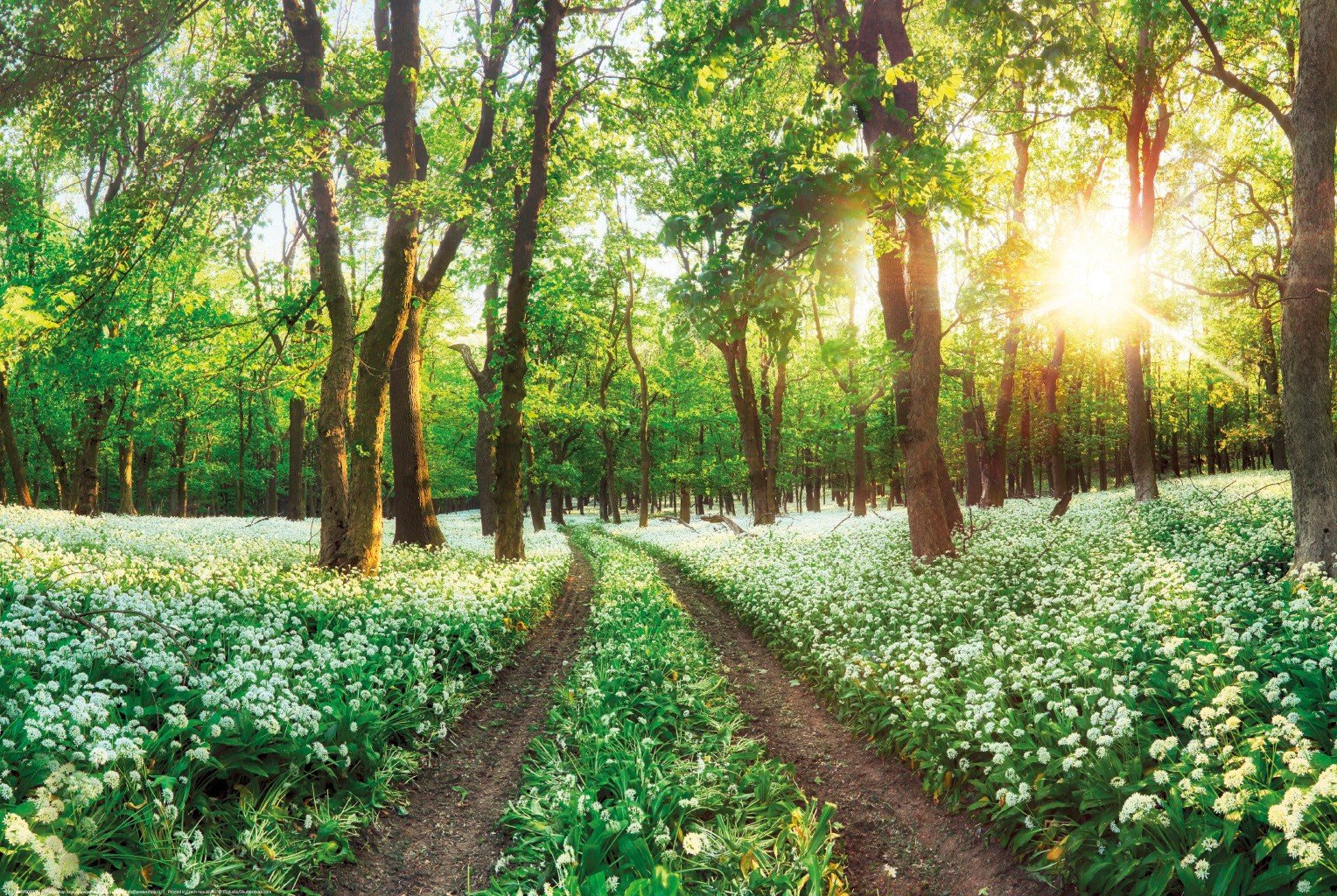Poster: Sentiero forestale in fiore