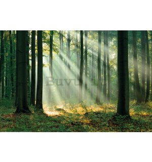 Poster: Raggi di luce nel verde della foresta