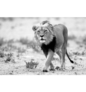 Poster: Leone bianco e nero, deserto del Kalahari