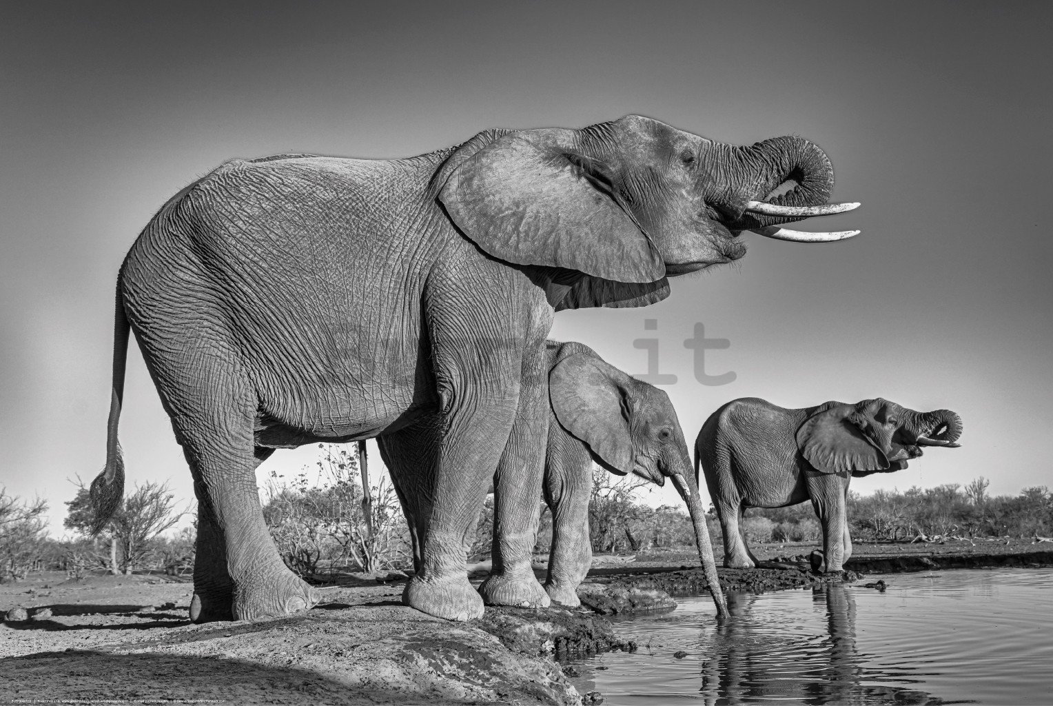 Poster: Elefanti all'abbeveratoio