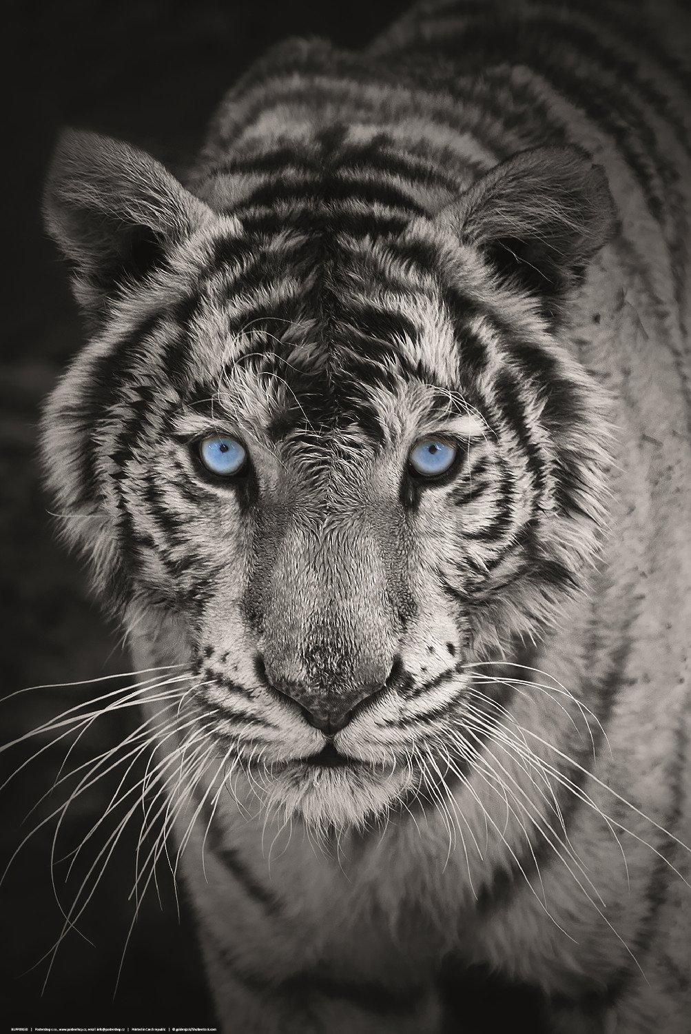 Poster: Tigre bianca (bianco e nero)