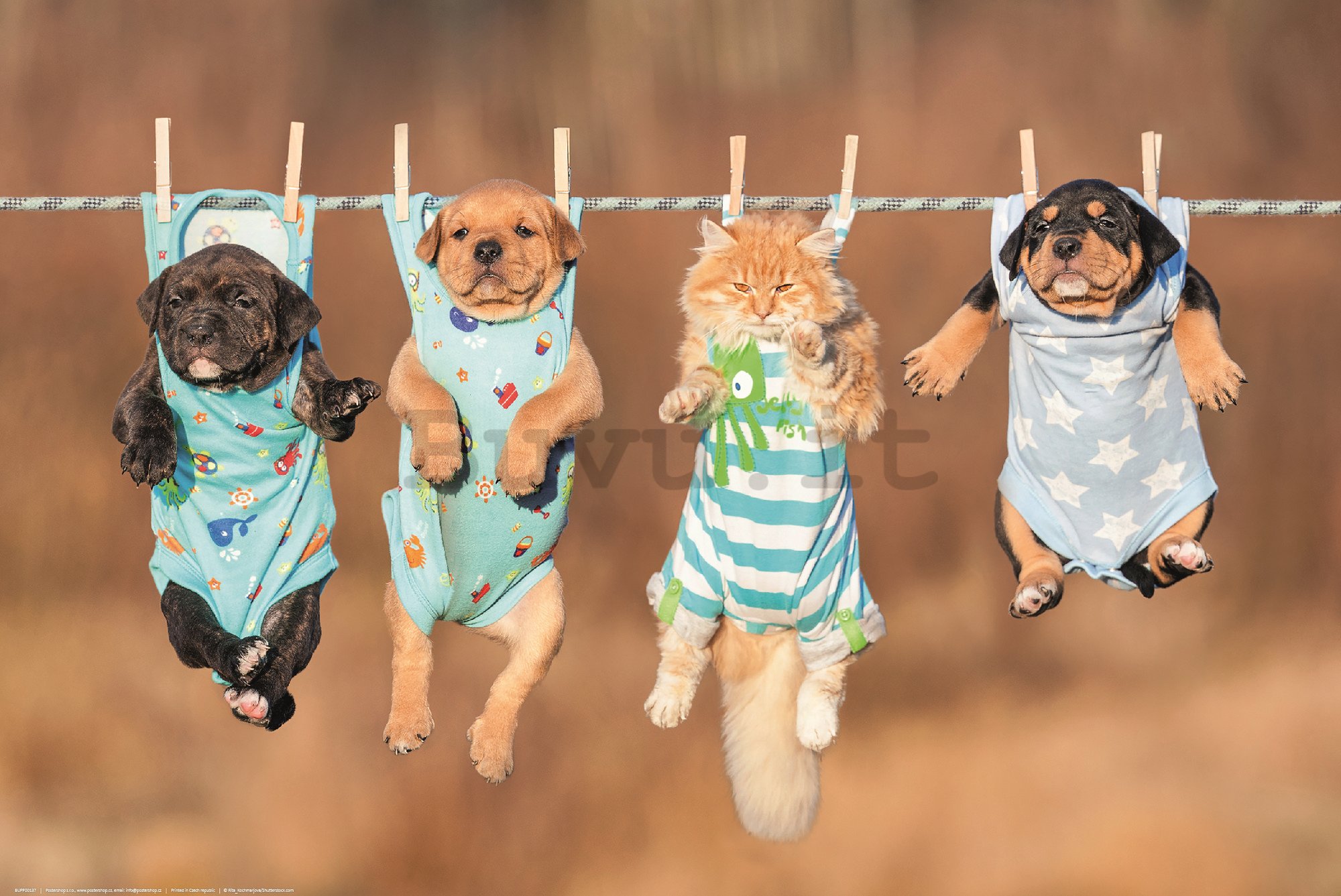 Poster: Cuccioli e gattini su una corda