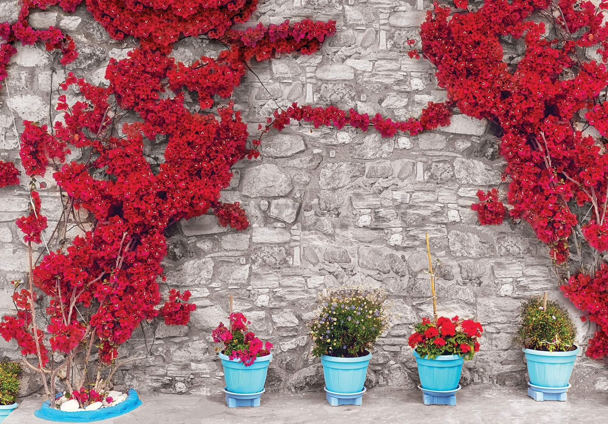 Fotomurale in TNT: Muro di fiori rossi (1) - 416x254 cm