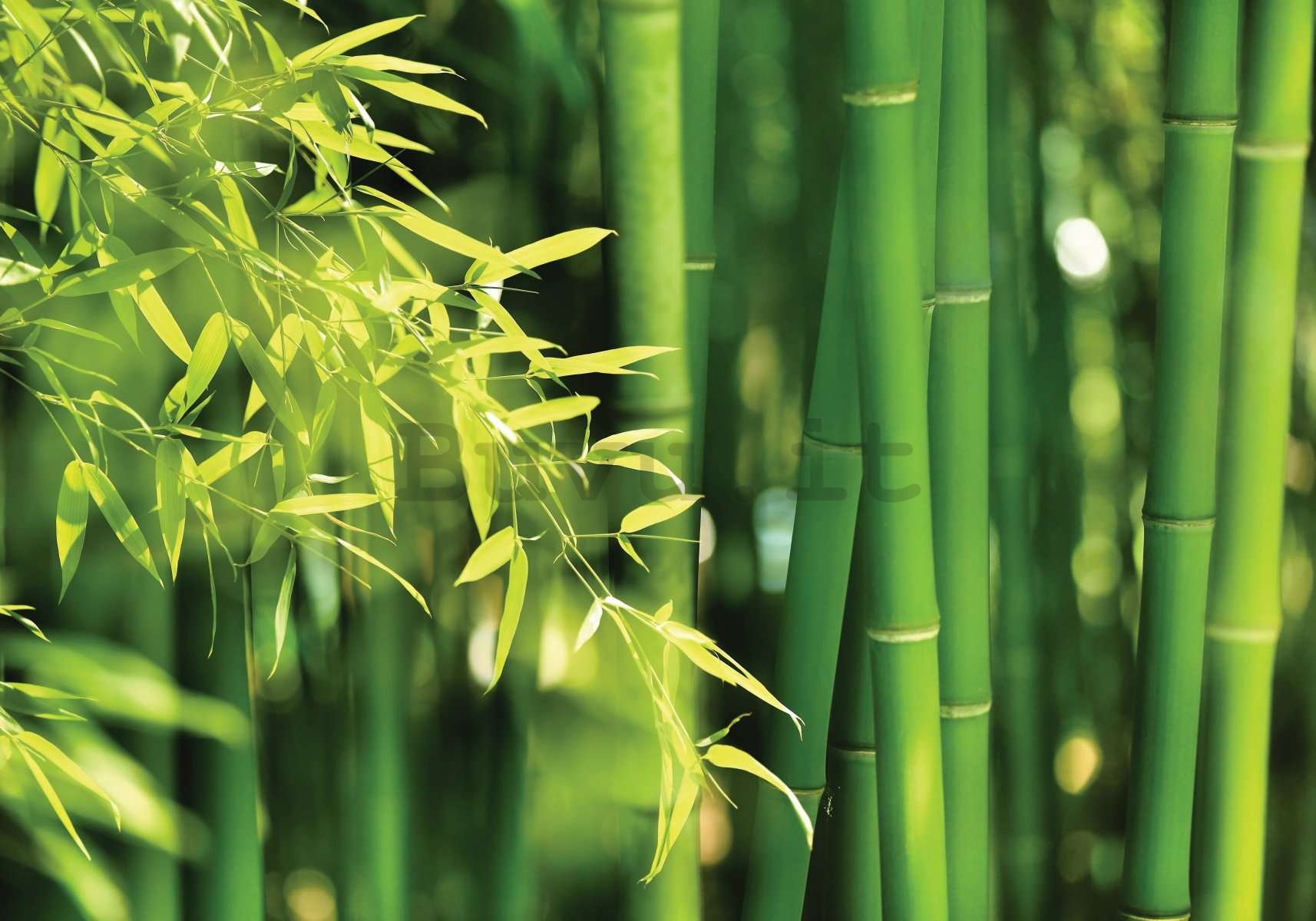 Fotomurale in TNT: Bambu verde - 400x280 cm