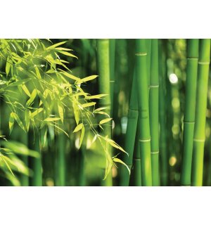 Fotomurale in TNT: Bambu verde - 400x280 cm
