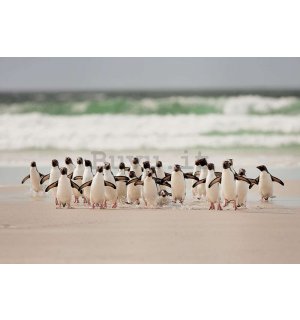 Fotomurale: Pinguini sulla spiaggia - 368x254cm