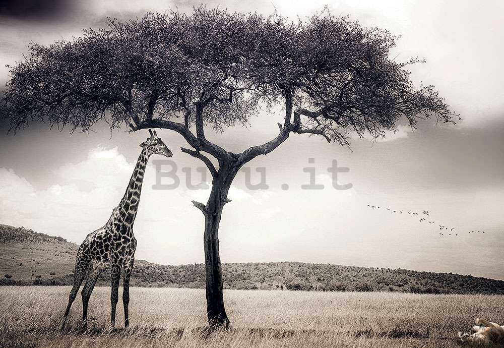 Fotomurale in TNT: Giraffa in safari - 368x254 cm