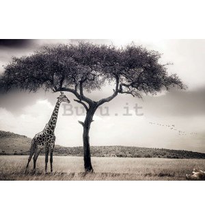 Fotomurale in TNT: Giraffa in safari - 368x254 cm