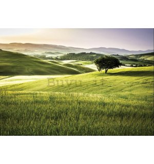 Fotomurale in TNT: Toscana verde - 300x210 cm