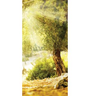 Autoadesiva fotomurale: Sole tra gli alberi - 100x211 cm
