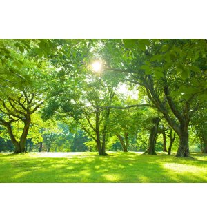 Fotomurale in TNT: Sole nel parco - 254x184 cm