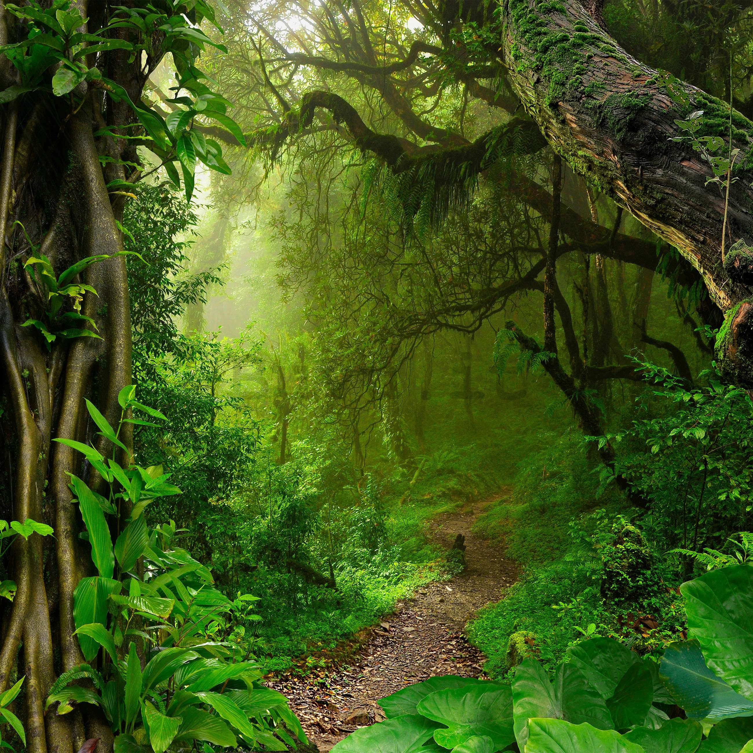 Fotomurale in TNT: Sentiero nella foresta - 254x184 cm