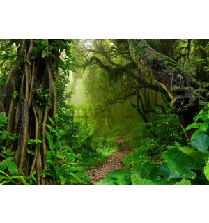 Fotomurale in TNT: Sentiero nella foresta - 254x184 cm