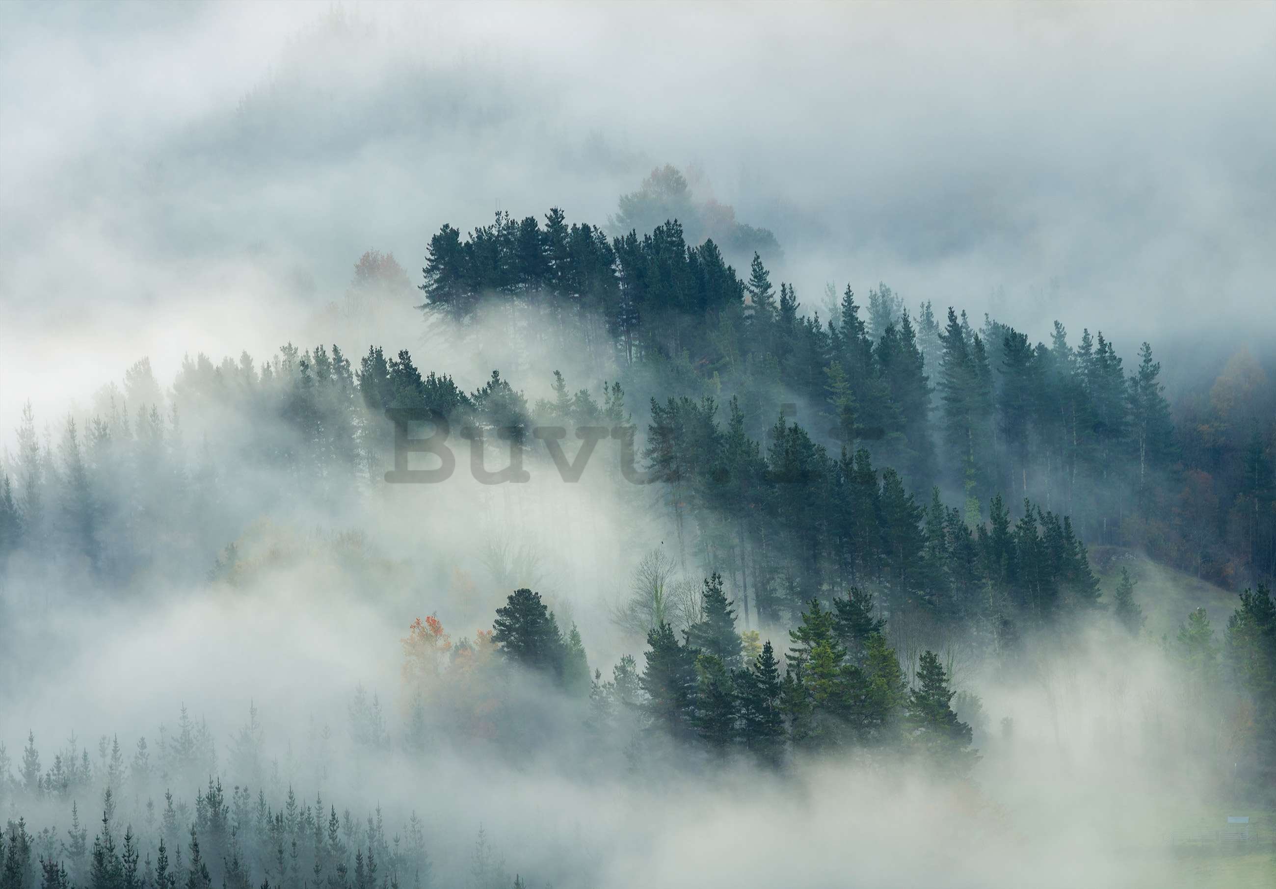 Fotomurale in TNT: Nebbia sulla foresta (4) - 368x254 cm