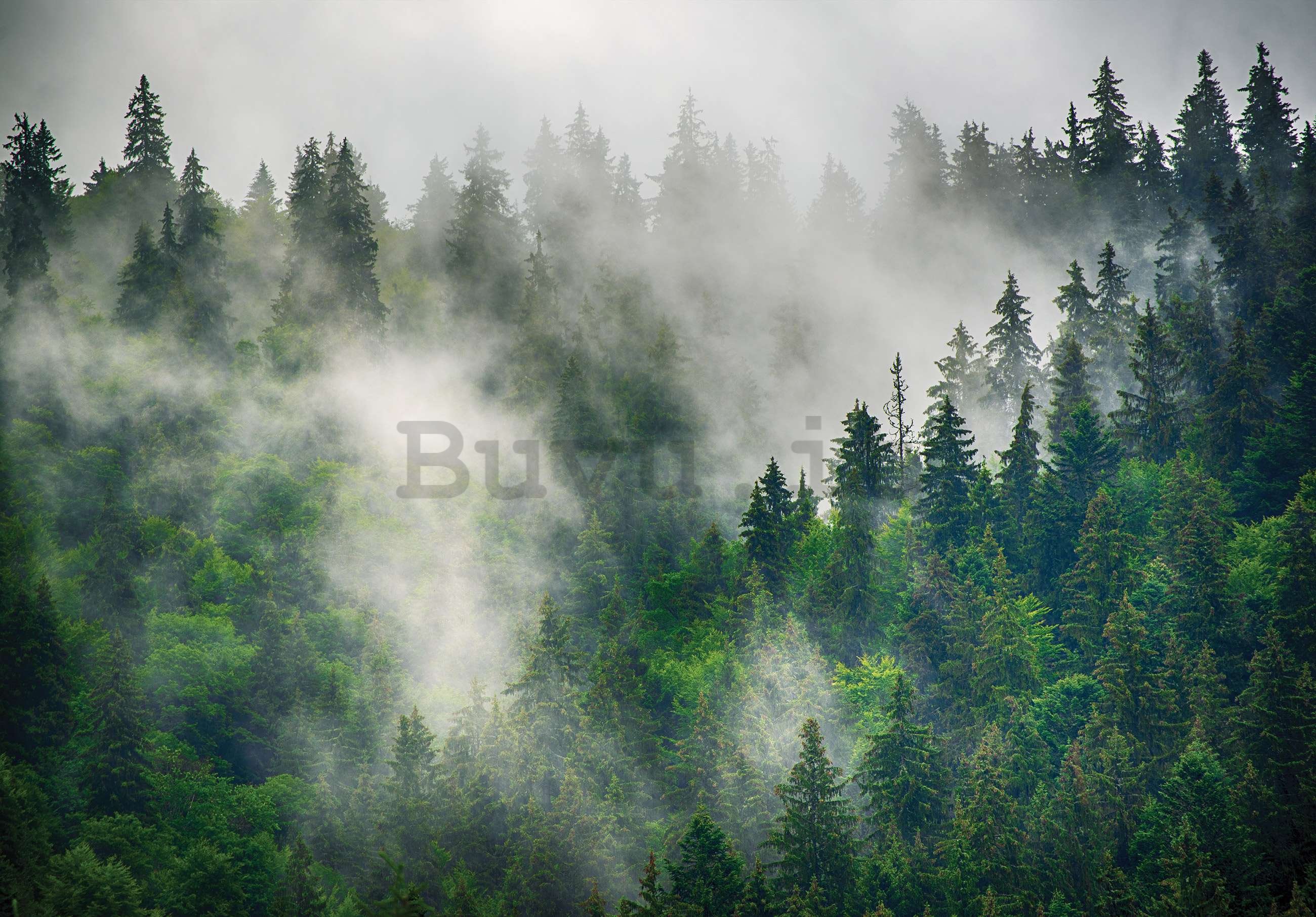 Fotomurale in TNT: Nebbia sulla foresta (5) - 368x254 cm