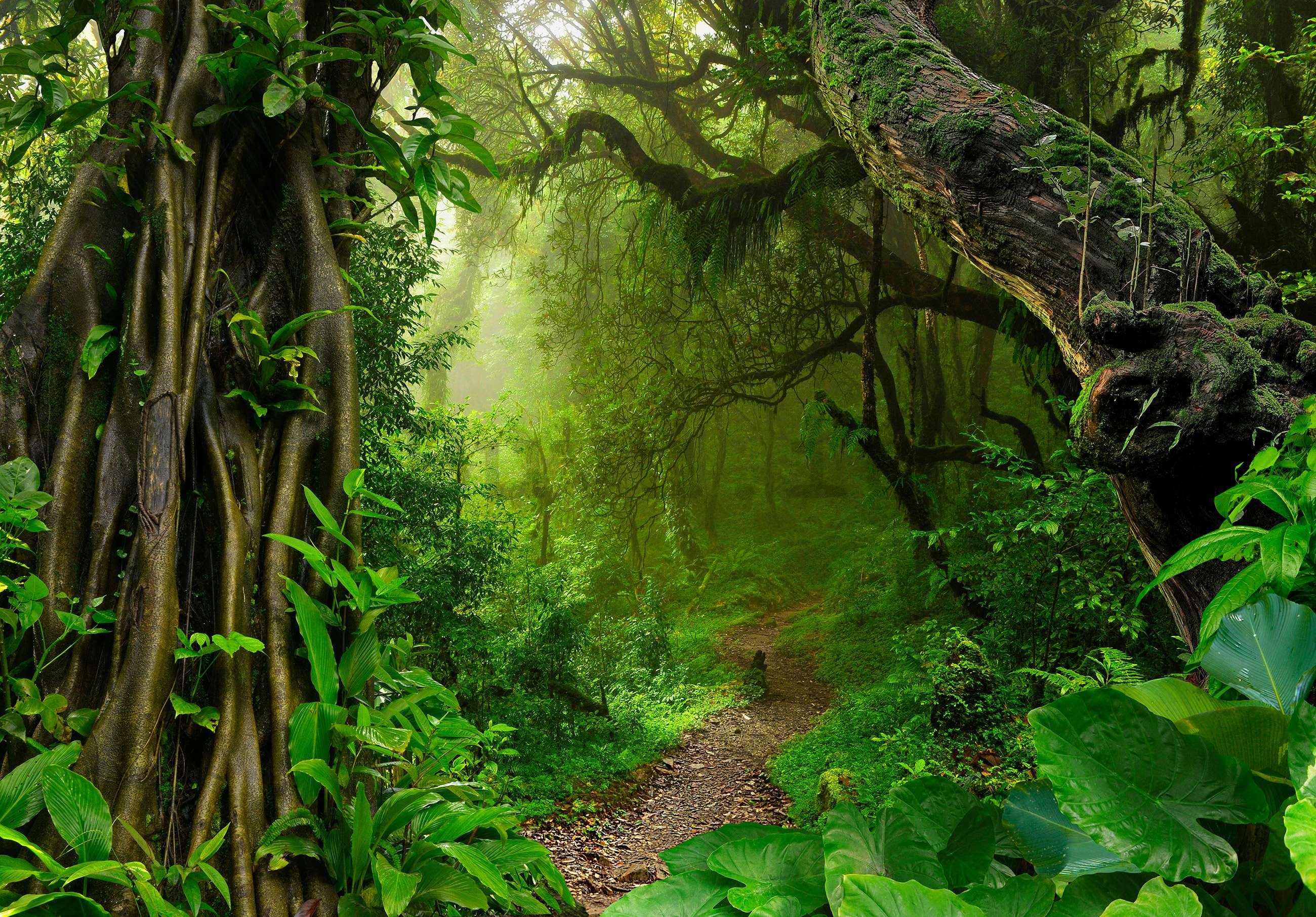 Fotomurale in TNT: Sentiero nella foresta - 104x70,5cm