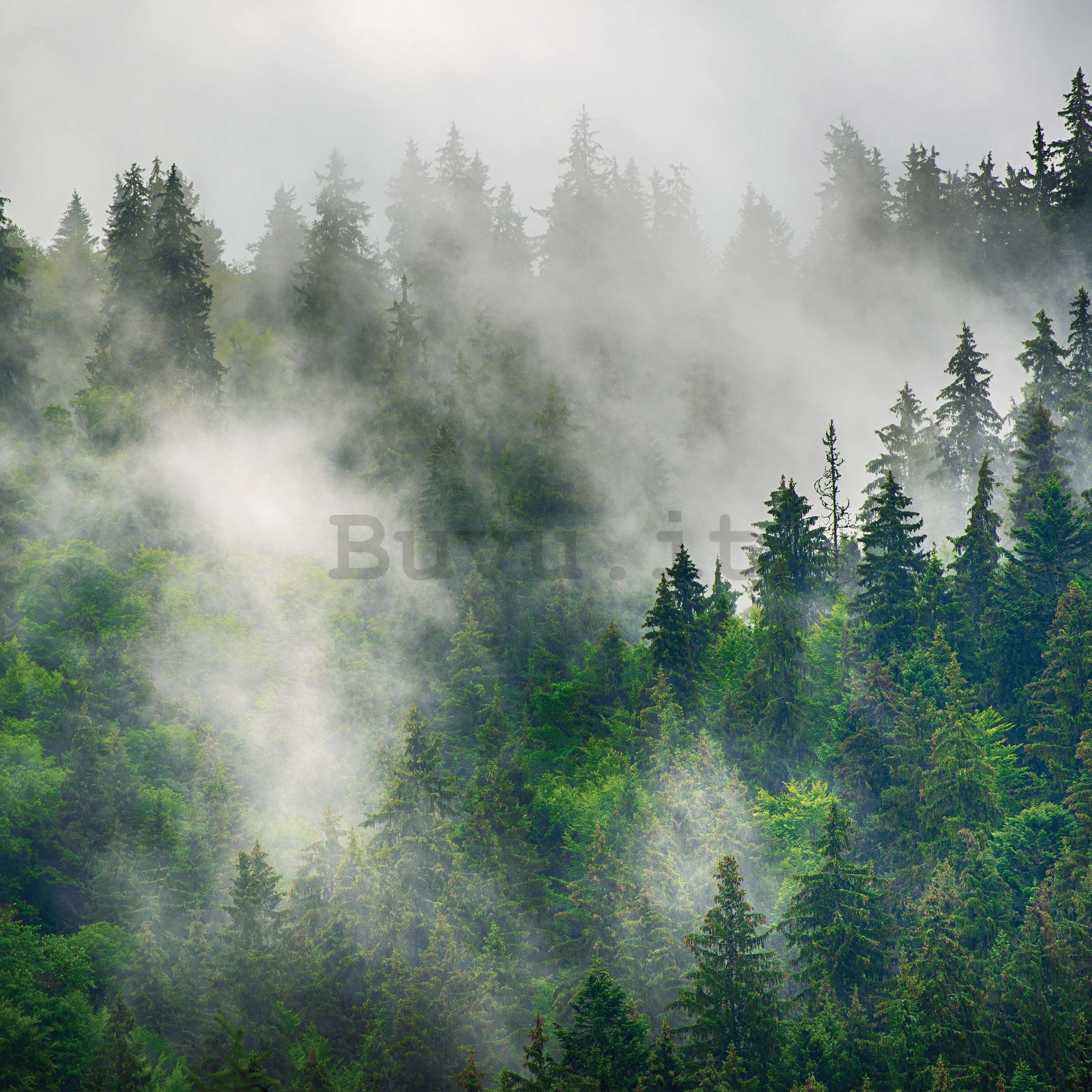 Fotomurale in TNT: Nebbia sulla foresta (5) - 104x70,5cm