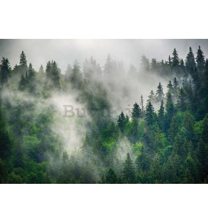 Fotomurale in TNT: Nebbia sulla foresta (5) - 416x254 cm