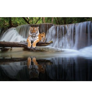 Fotomurale in TNT: La tigre alla cascata - 254x184 cm