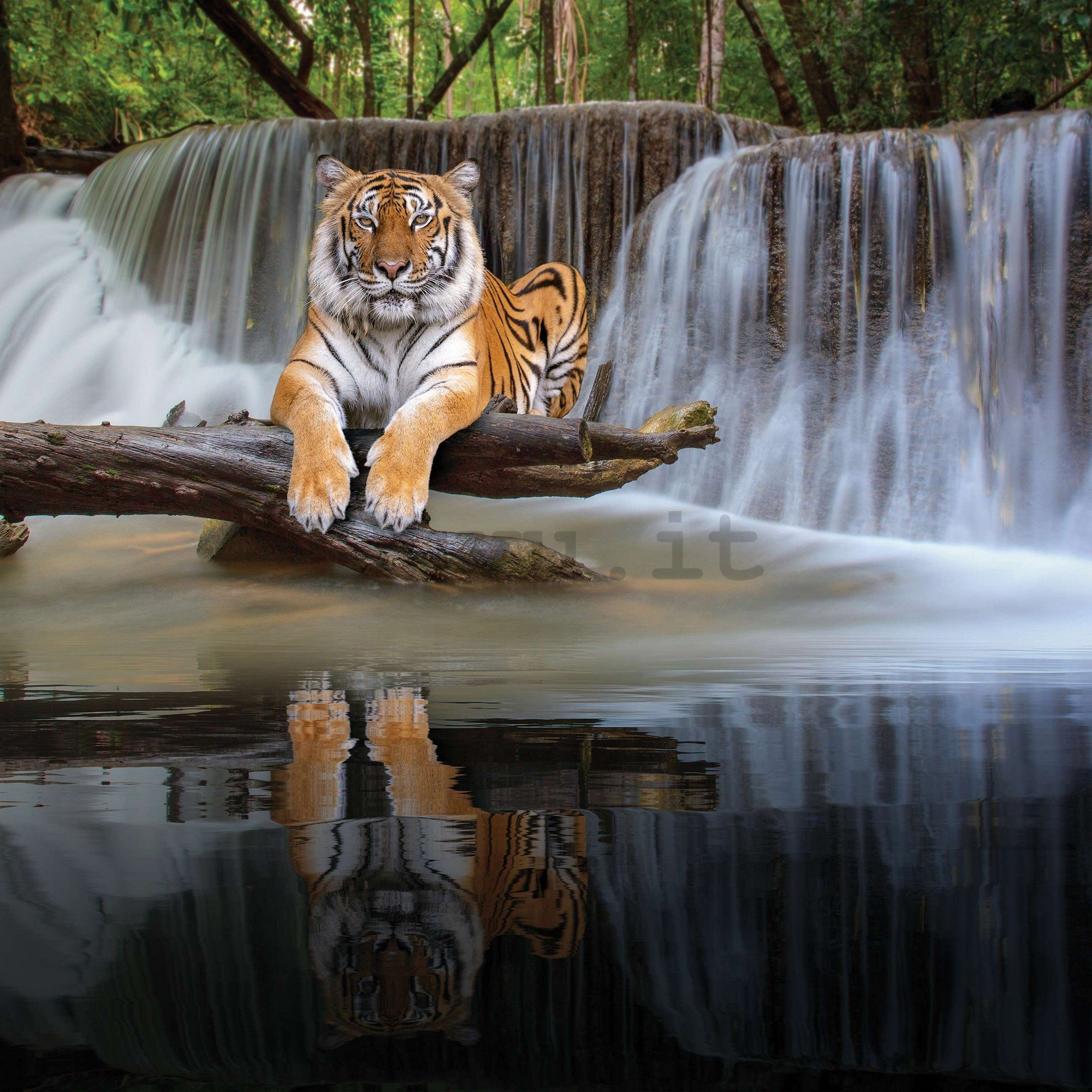 Fotomurale in TNT: La tigre alla cascata - 368x254 cm