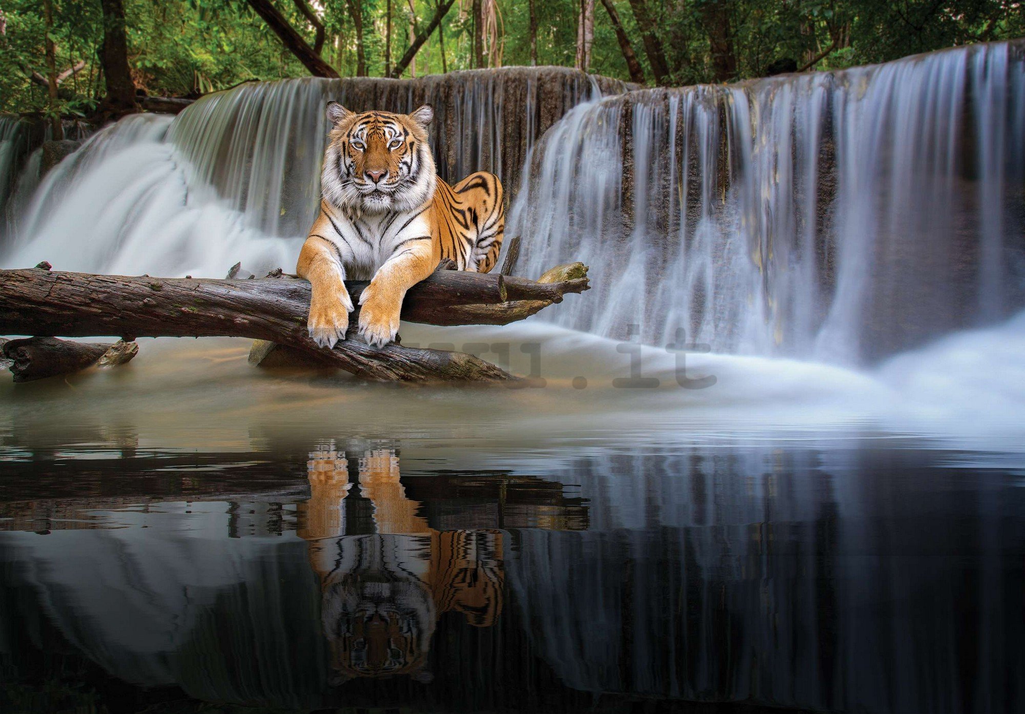 Fotomurale in TNT: La tigre alla cascata - 416x254 cm